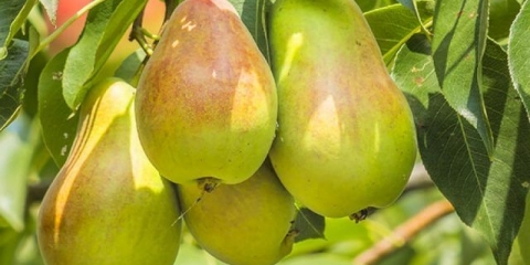 Sadnja i njega kruške u jesen, priprema za zimu